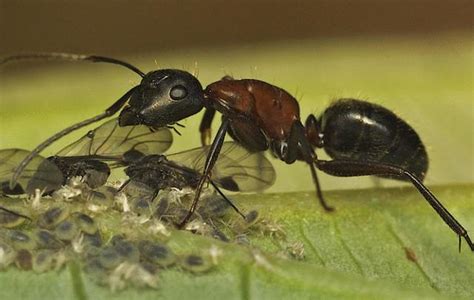 日本小人 房間有很多螞蟻